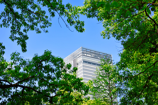 Modern corporate building with lush foliage tree in springtime against clear sky.