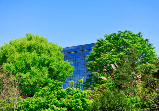 istock Modern corporate building with lush foliage tree in springtime 1312729555