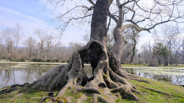 huge, dried and withered tree in floodplain forest - grass church flood landscape imagens e fotografias de stock