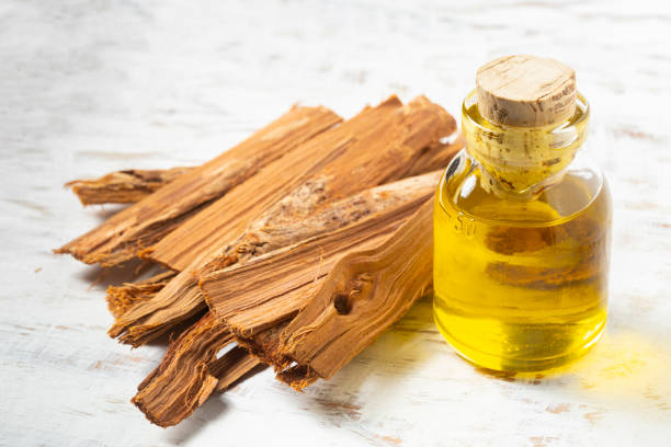 istock bark and essential extract of medicinal plant cat's claw 1312735354