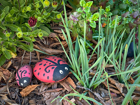 Rock ladybugs tucked under a shrub in the corner of a garden.