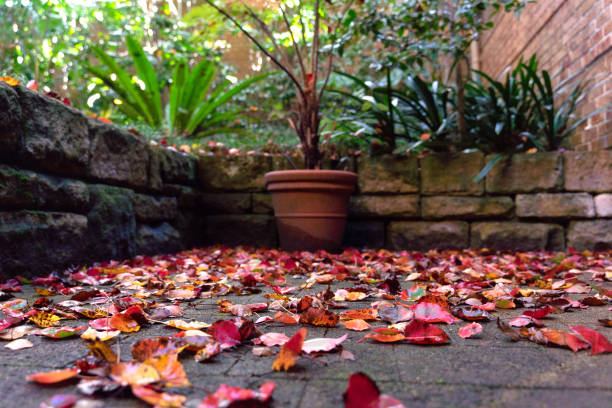 Bright autumn leaves in a garden.
