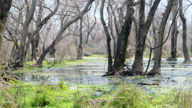 istock Dried trees and broken branches with many bushes on water with reflection on water 1312738208