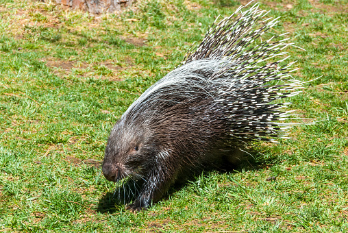 The North American Porcupine (Erethizon dorsatum) is the second largest rodent in North America, after the North American Beaver (Castor canadensis).  The porcupine is distinguished by its coat of about 30,000 quills that covers all of its body except underbelly, face and feet.  The quills are sharp, barbed and hollow hairs that are used primarily for defense and insulation.  When used for defense, the quills can lodge in the flesh of a victim and are difficult and painful to remove.  The porcupine’s summer diet includes twigs, roots, stems, berries, and other vegetation. In the winter, they mainly eat conifer needles and tree bark.  Porcupines are a slow-moving creature with poor distance vision.  They are nocturnal, spending their days resting in trees.  The porcupine does not hibernate in winter, preferring to stay close and sleep in their dens.  This porcupine was photographed in the woods near Williams, Arizona, USA.