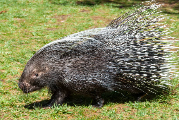 Full frame from quills of porcupine