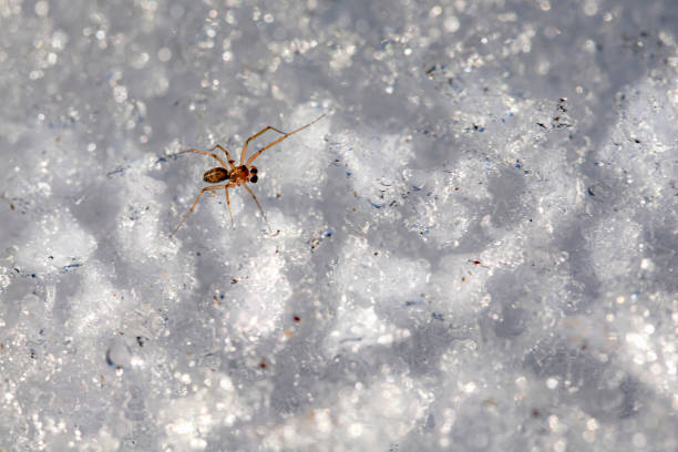 Snow Turtle Insect 11,100+ Insect On Snow Stock Photos, Pictures & Royalty-Free Images ...