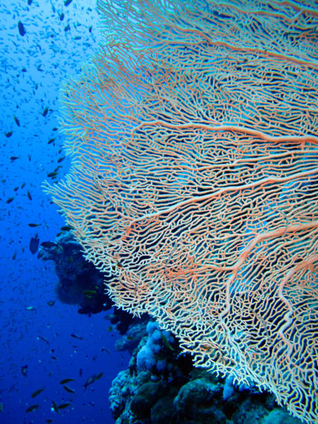 istock The Red sea. 1312739810