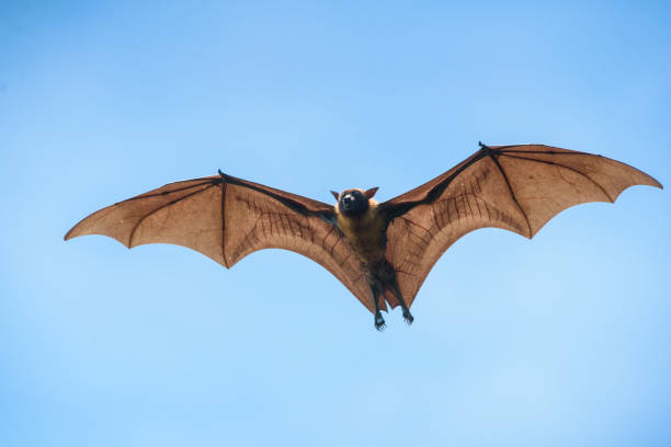 vliegende knuppels op blauwe hemelachtergrond (de vliegende vos van lyle) - vleerhond stockfoto's en -beelden