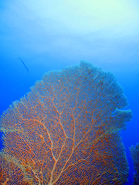 istock The Red sea. 1312739853