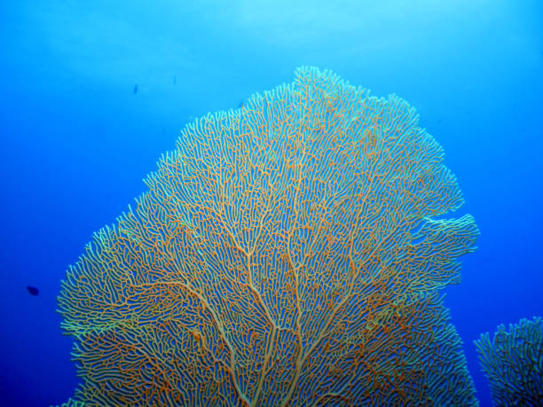 istock The Red sea. 1312739854