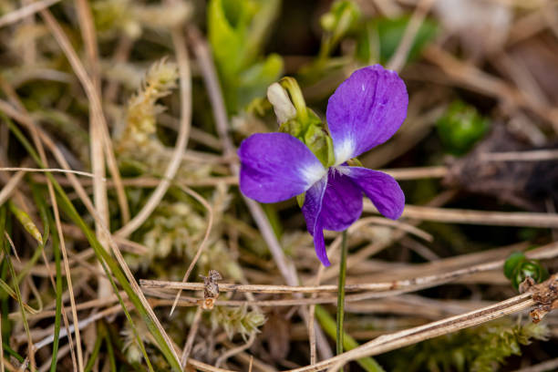 istock Hairy violet flower in the forest 1312740450
