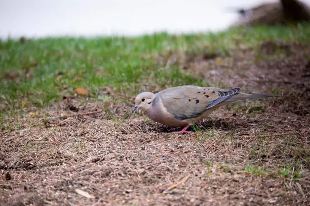 Photo of The mourning dove (Zenaida macroura) also known as the American mourning dove