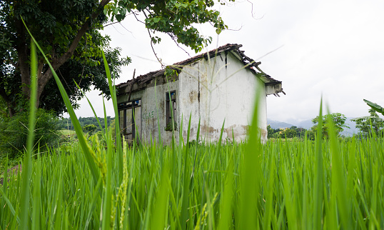 This abandoned house in the middle of rice fields was originally a water office and was abandoned for a long time