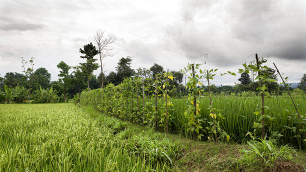 istock The view of the rice fields is visible thick clouds 1312741340