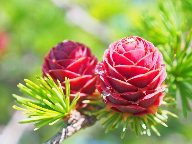 Red cones of larch that ooze resin Red cones of larch that ooze resin larix kaempferi stock pictures, royalty-free photos & images