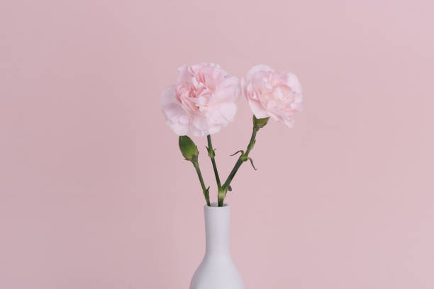 istock pink carnation isolated in pink background 1312742143