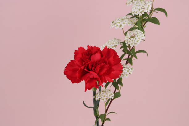 istock red carnation isolated in pink background 1312742155
