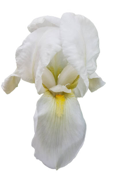 istock lily flower white isolated in white background one easter spring background close up 1312742167