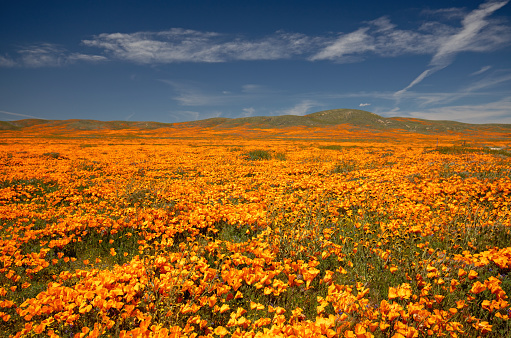 California Golden Poppies super bloom in the southern California high desert Poppy Preserve