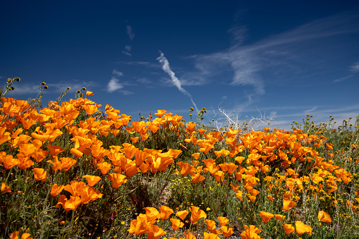 The plateau colors itself with the red of poppies, the purple of cornflowers and the brown of lentil