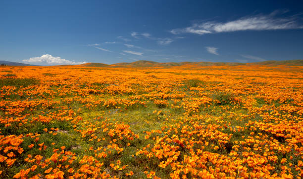 California Golden Poppies under blue skies in the southern California high desert Poppy Preserve California Golden Poppies under blue skies in the southern California high desert Poppy Preserve antelope valley poppy reserve stock pictures, royalty-free photos & images
