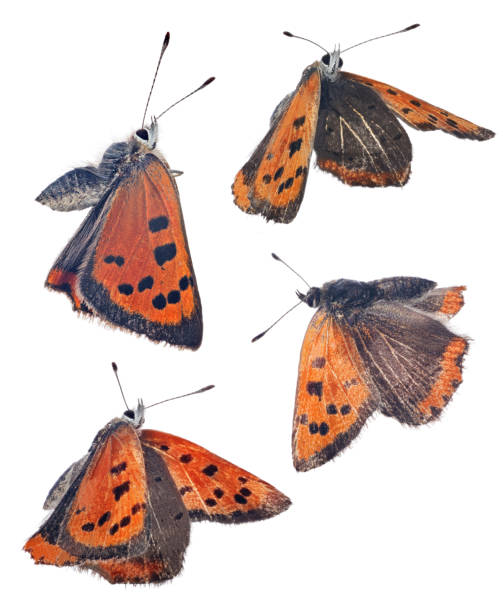 istock four Large copper butterflies isolated on white 1312743327