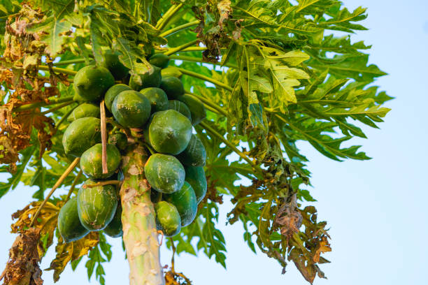 istock Papaya fruit bunch at papaya farm 1312745898