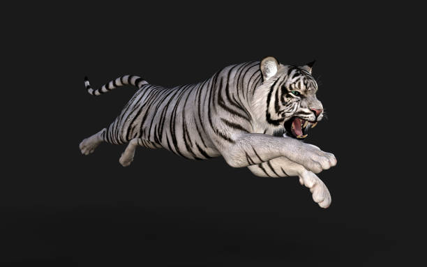 istock Albino Tiger, Bengal Tiger, White Tiger Pose. 1312745930
