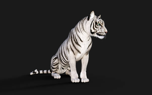 istock Albino Tiger, Bengal Tiger, White Tiger Pose. 1312745947