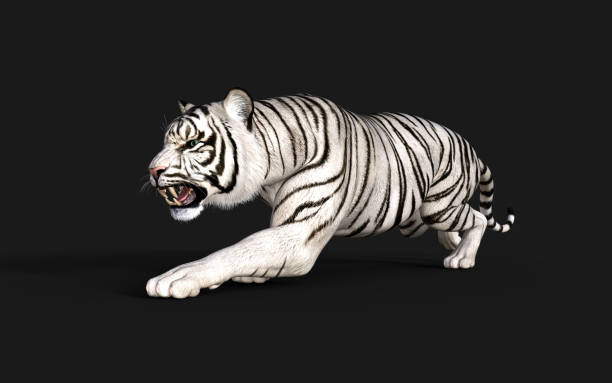 istock Albino Tiger, Bengal Tiger, White Tiger Pose. 1312745948