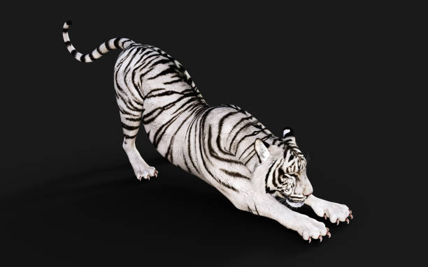 istock Albino Tiger, Bengal Tiger, White Tiger Pose. 1312745949