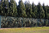 Plants planted very close are crushed on the fence. the branches are pressed. variety of columnar growth and blue to silver color. It is therefore suitable as a higher solitaire planted in hedges.