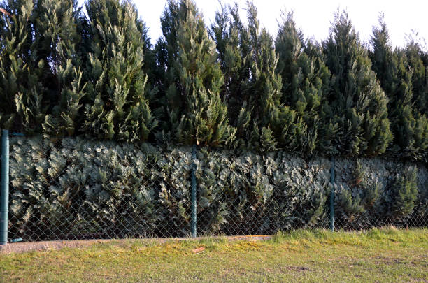 Plants planted very close are crushed on the fence. the branches are pressed. variety of columnar growth and blue to silver color. It is therefore suitable as a higher solitaire planted in hedges. chamaecyparis lawsoniana columanis chamaecyparis stock pictures, royalty-free photos & images