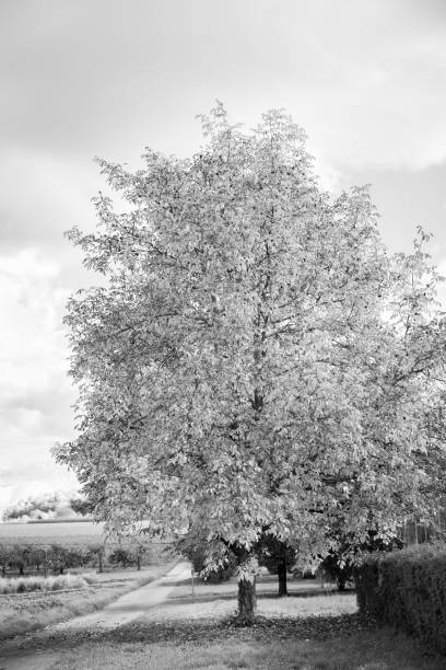 istock beautiful walnut tree in autumn in black and white 1312749187