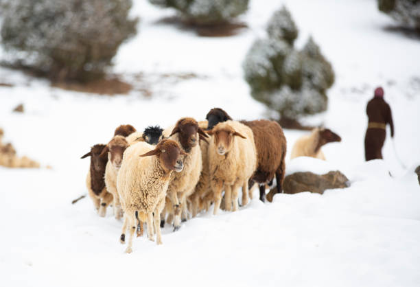 istock Sheep shepherd in Atlas Mountains, Morocco 1312751472