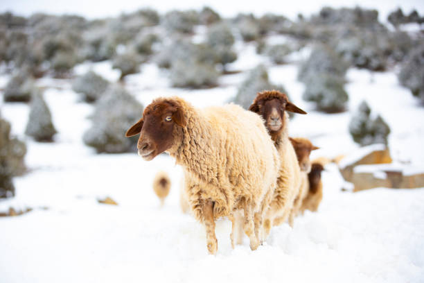 istock Sheep shepherd in Atlas Mountains, Morocco 1312752002