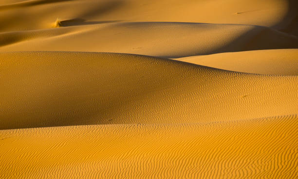 istock Sand dunes in Sahara desert 1312752255