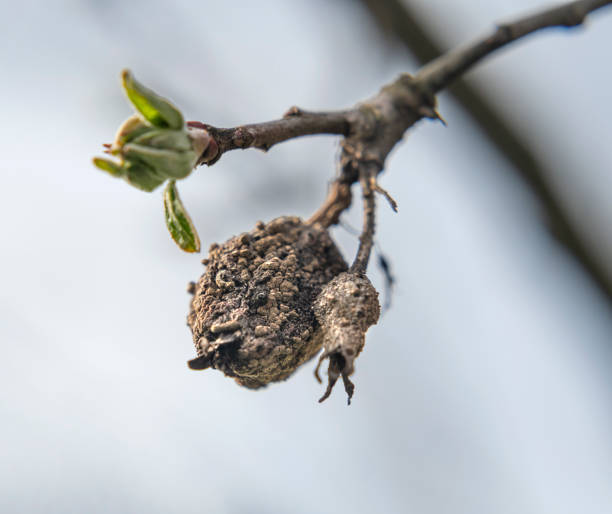 istock Dry apples on a branch 1312755271