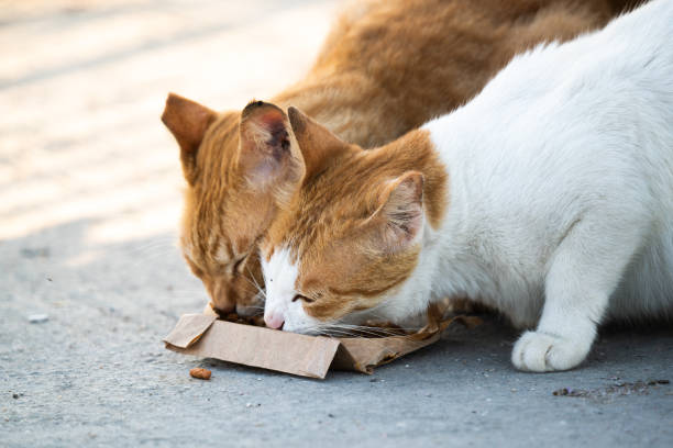 Cats eats food outside the home