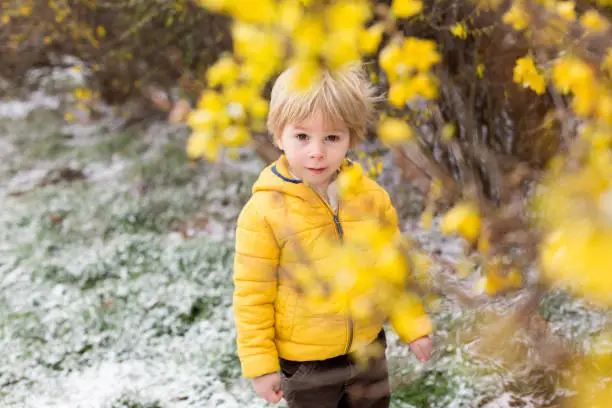Cute blond toddler child, boy, running around blooming yellow bush, spring time, while snowing, unusual spring weather with snow