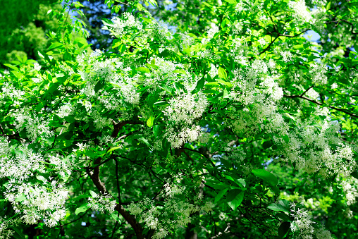 Close-up of Chinese fringetree in full bloom.