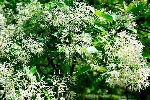 Close-up of Chinese fringetree in full bloom.