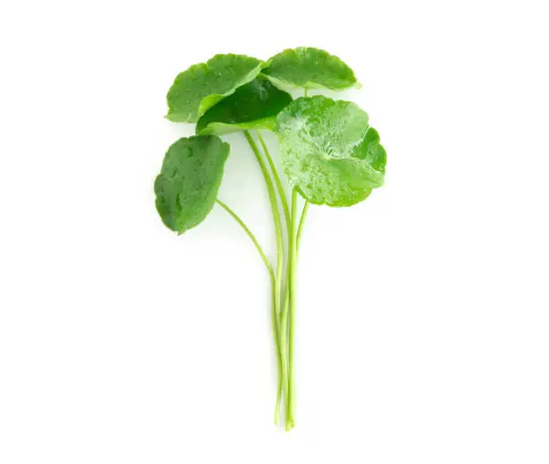 Closeup leaf of Gotu kola, Asiatic pennywort, Indian pennywort on white background, herb and medical concept, selective focus