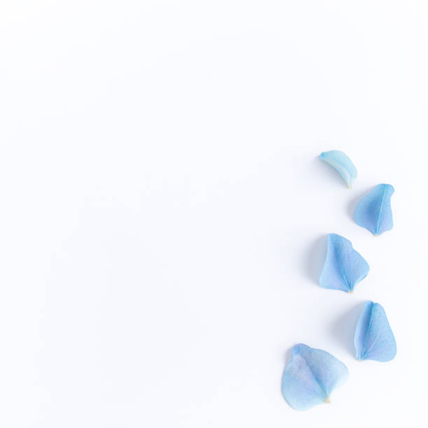Flat lay with hydrangea or hortensia blue petals, white background