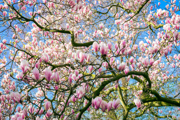 Beautiful white and pink flowers of a Magnolia tree, also known as tulip tree. Blue sky forms a contrasting background.