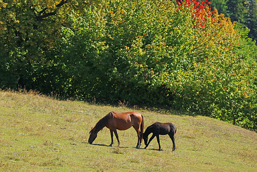 Mother horse and baby horse gracing on the mountain slope of Mestia Highland in Svaneti Region of Georgia
