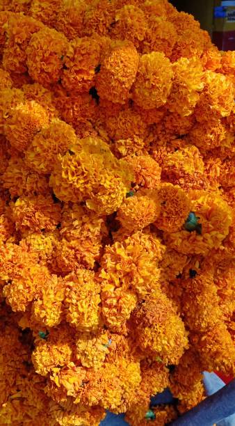 istock Lots of yellow flower 1312759454