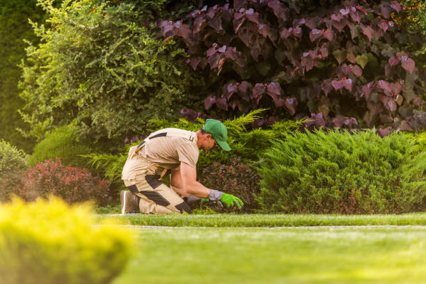 istock Gardener Weeding Large Beautiful Gardener 1312760178