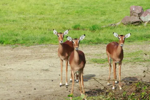 Photo of Antelopes in the outdoor enclosure at the zoo