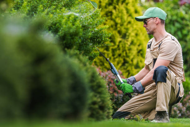 istock Gardener Performing Maintenance Inside Backyard Garden 1312760344